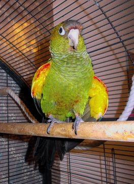 Image of Fiery-shouldered Parakeet