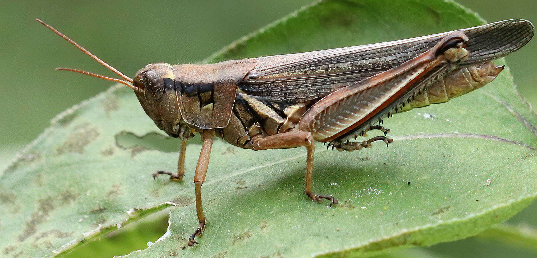 Sivun Melanoplus flavidus Scudder & S. H. 1878 kuva