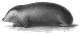 Image of Calcochloris Mivart 1867