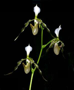 Слика од Paphiopedilum dianthum Tang & F. T. Wang