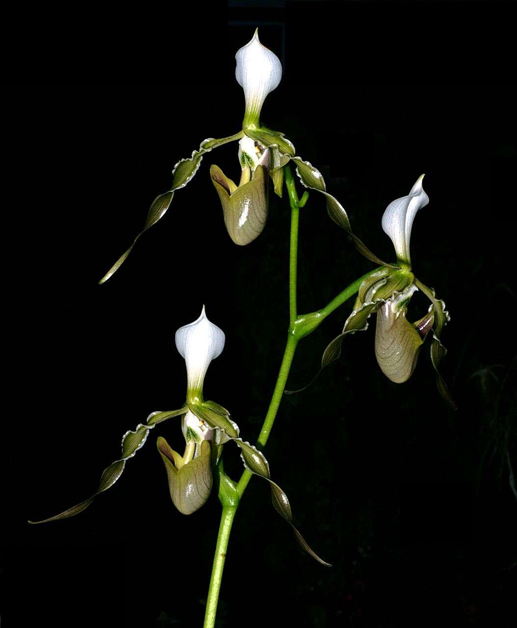 Sivun Paphiopedilum dianthum Tang & F. T. Wang kuva