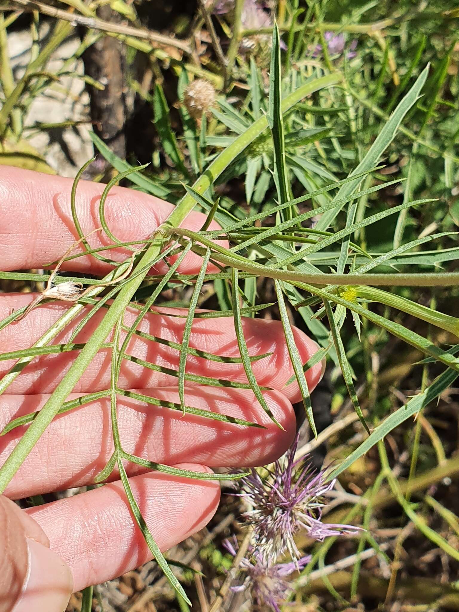 Image of Sixalix atropurpurea subsp. maritima (L.) Greuter & Burdet