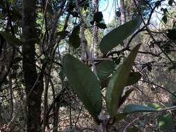 Image of Amorphospermum antilogum F. Muell.