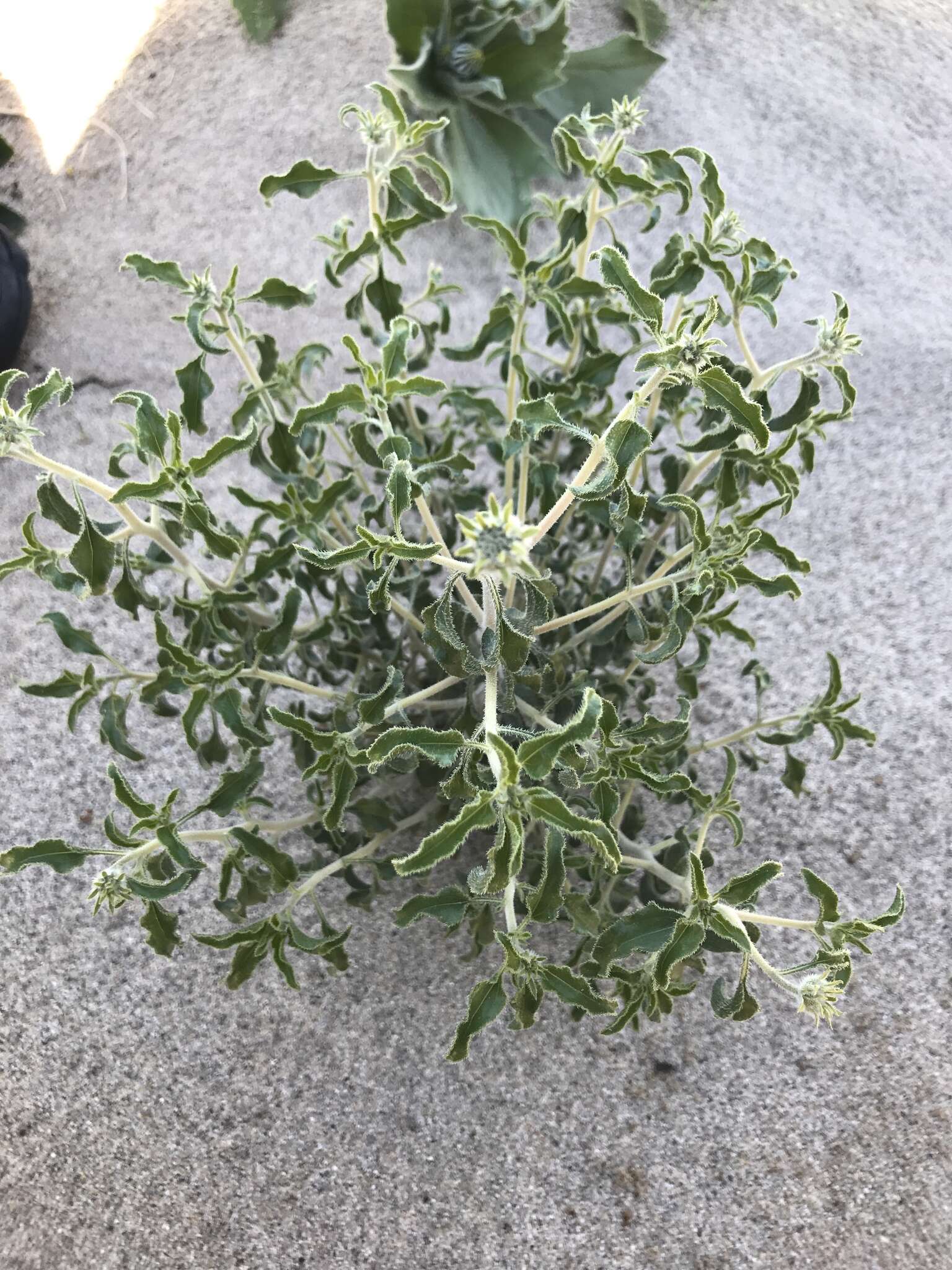 Image of Encelia frutescens var. frutescens