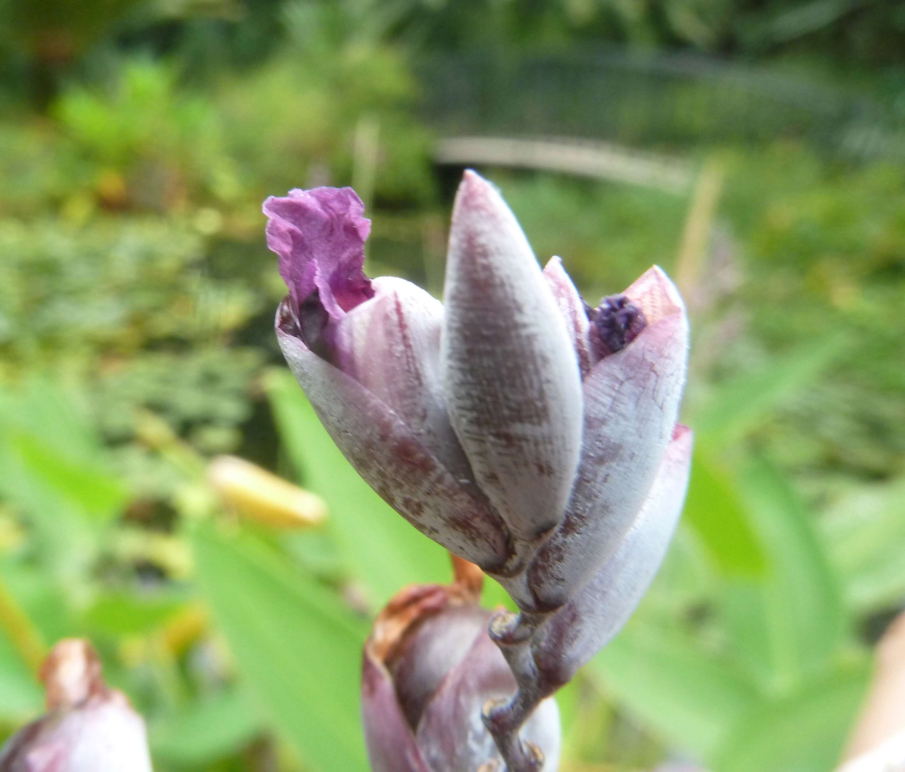 垂花水竹芋的圖片