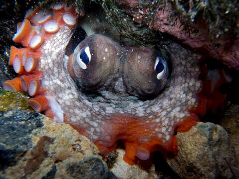 Image of Sydney octopus