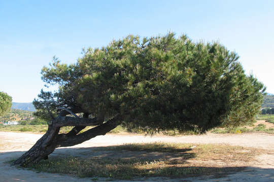 Plancia ëd Pinus pinea L.