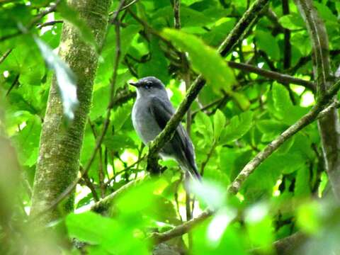 Imagem de Myadestes unicolor Sclater & PL 1857