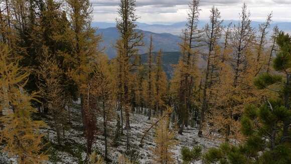 Image of western larch