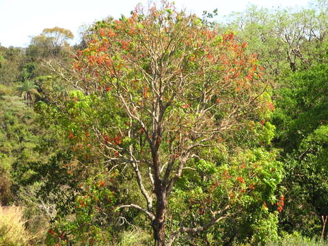 Слика од Erythrina crista-galli L.