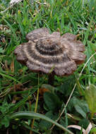 Image of Entoloma perzonatum E. Horak 1973