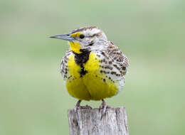 Image of Western Meadowlark