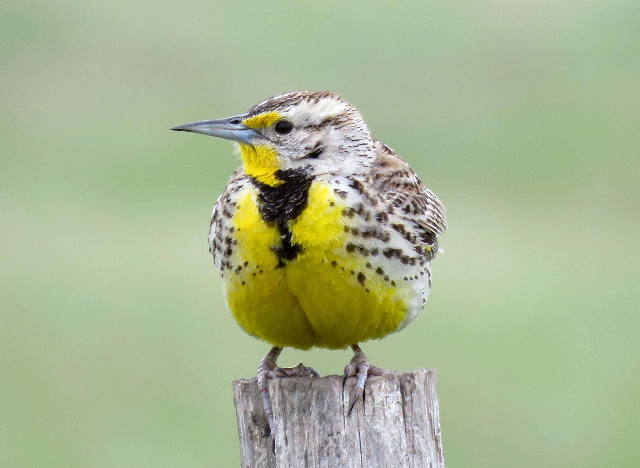 Image of Western Meadowlark