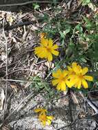 Image of Lemmon's marigold