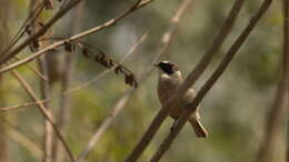 Image of White-Crowned Penduline Tit