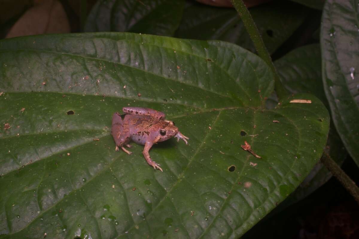 Image of Microhyla malang Matsui 2011