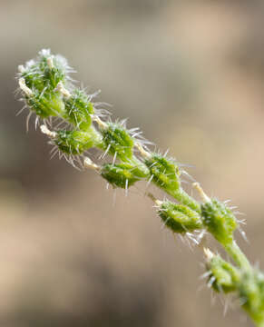 Plancia ëd Cryptantha dumetorum (Greene ex Gray) Greene