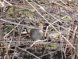 Image of Little Grassbird