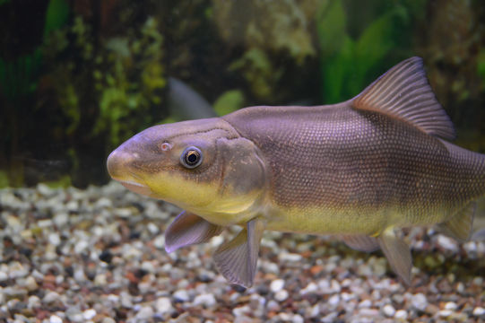 Image of Razorback Sucker