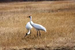 Image of Whooping Crane