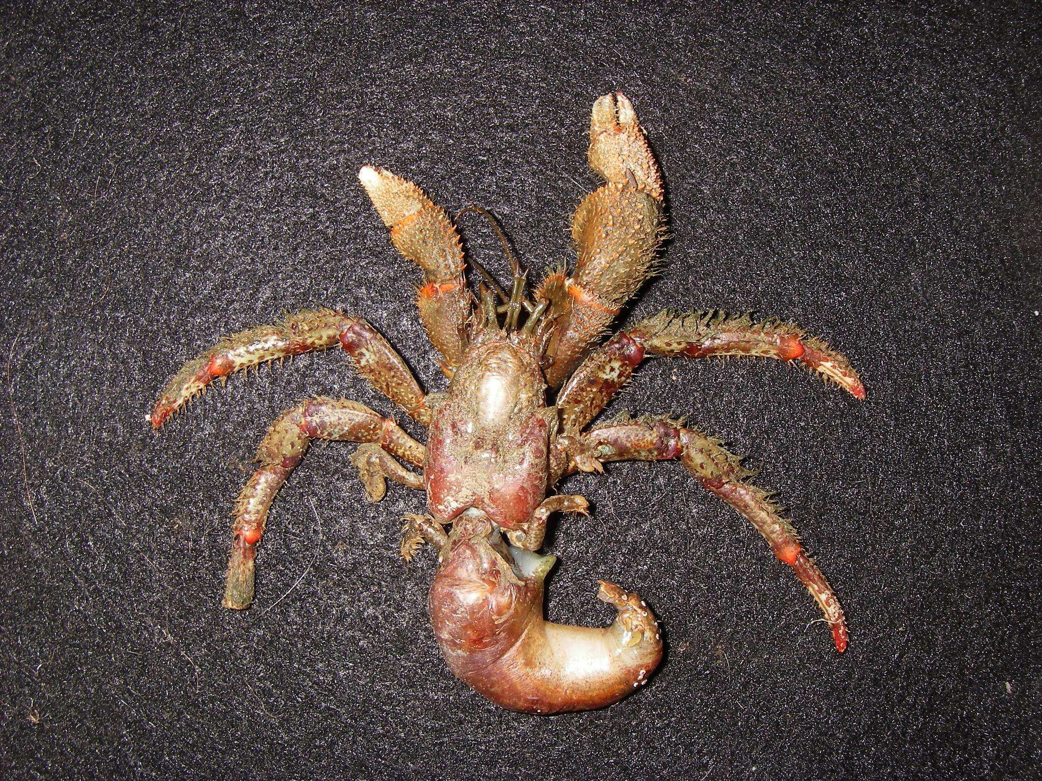 Image of Bering hermit crab