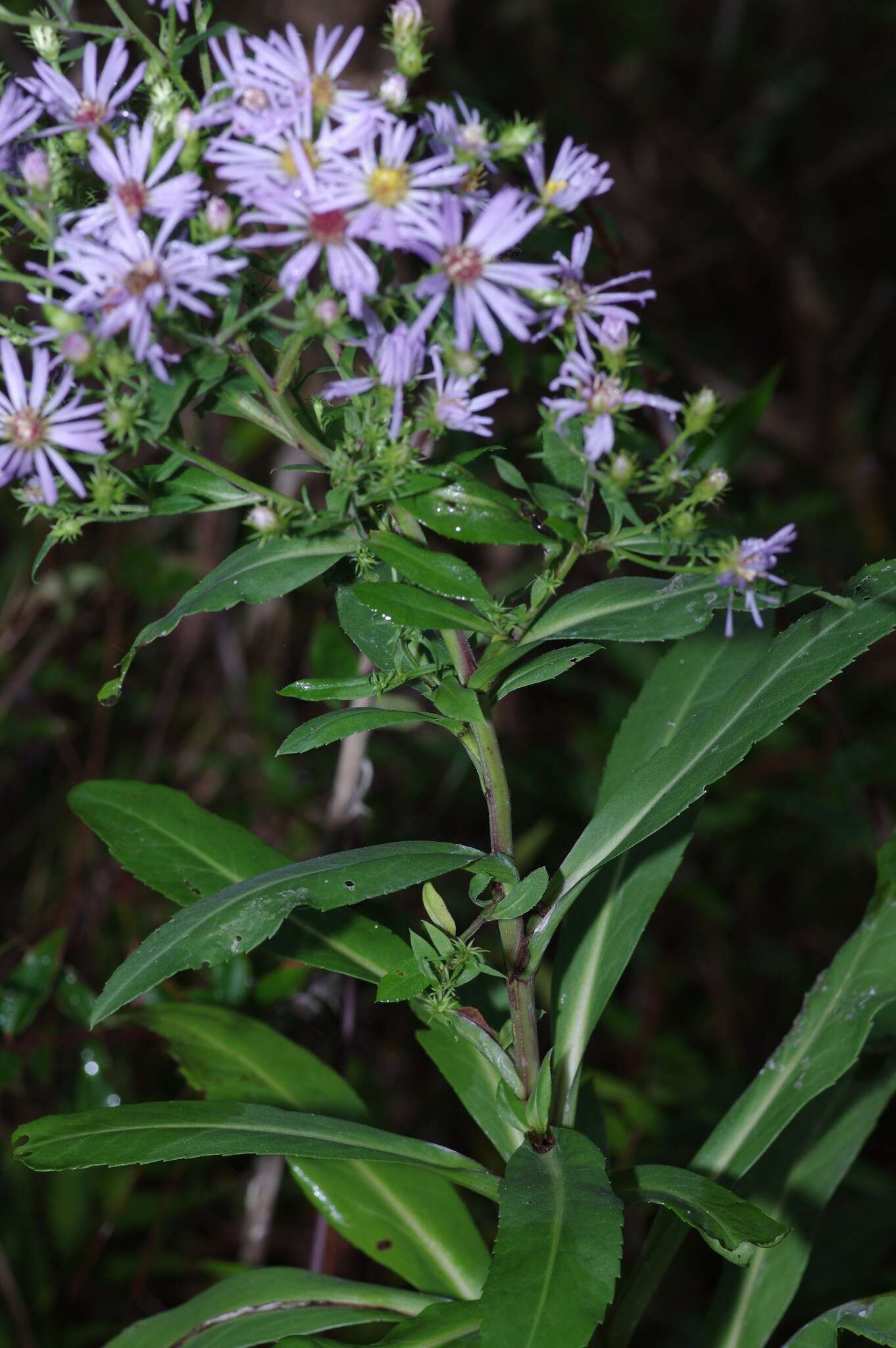 Plancia ëd Symphyotrichum elliottii (Torr. & A. Gray) G. L. Nesom