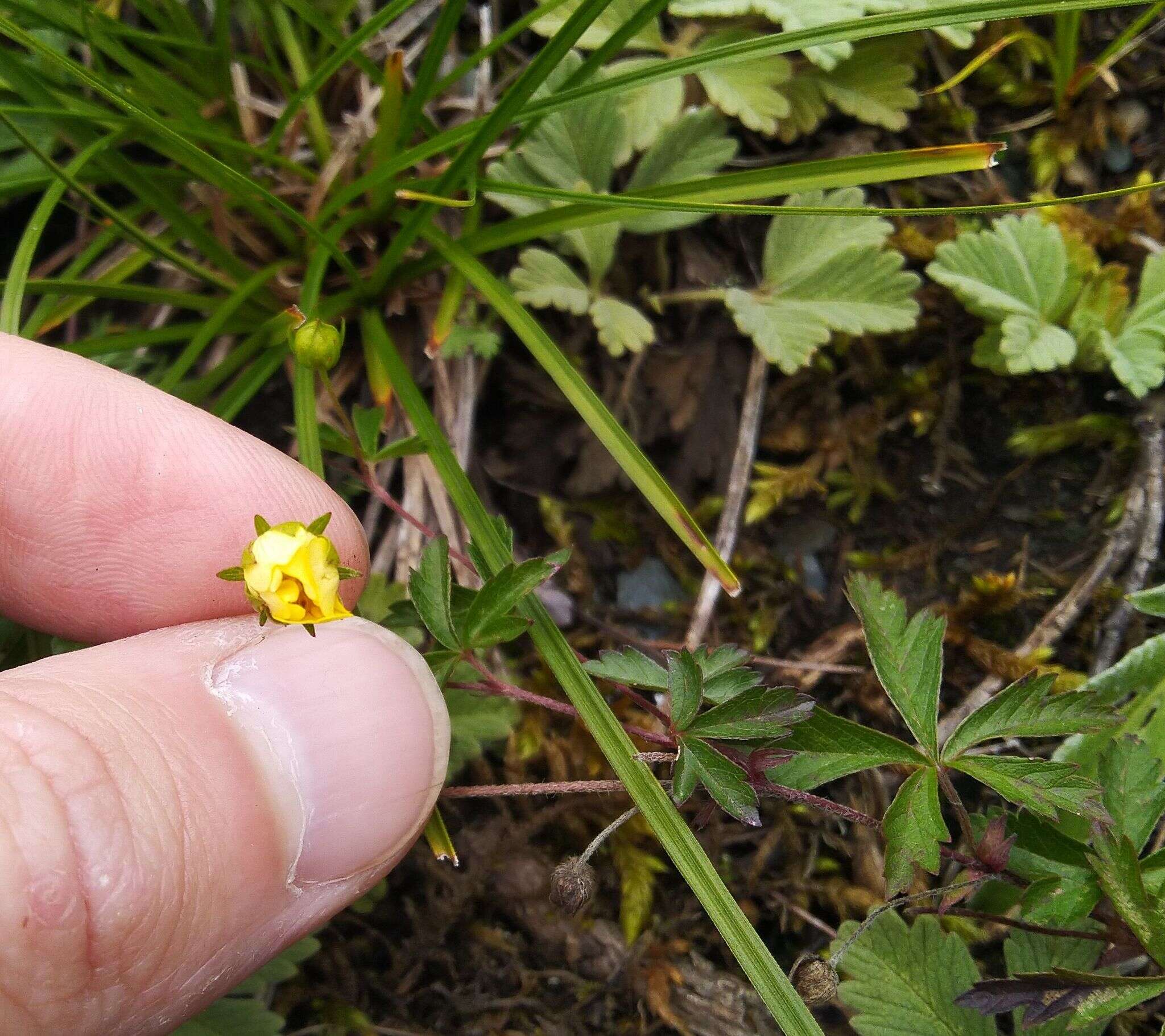 Imagem de Potentilla flagellaris Willd. ex Schltdl.