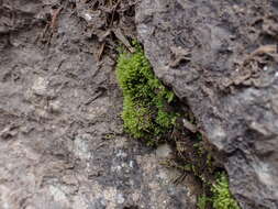 Image of conostomum moss