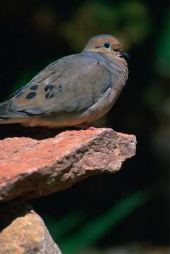 Image of American Mourning Dove