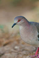 Image of White-tipped Dove