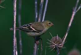 Image of American Goldfinch