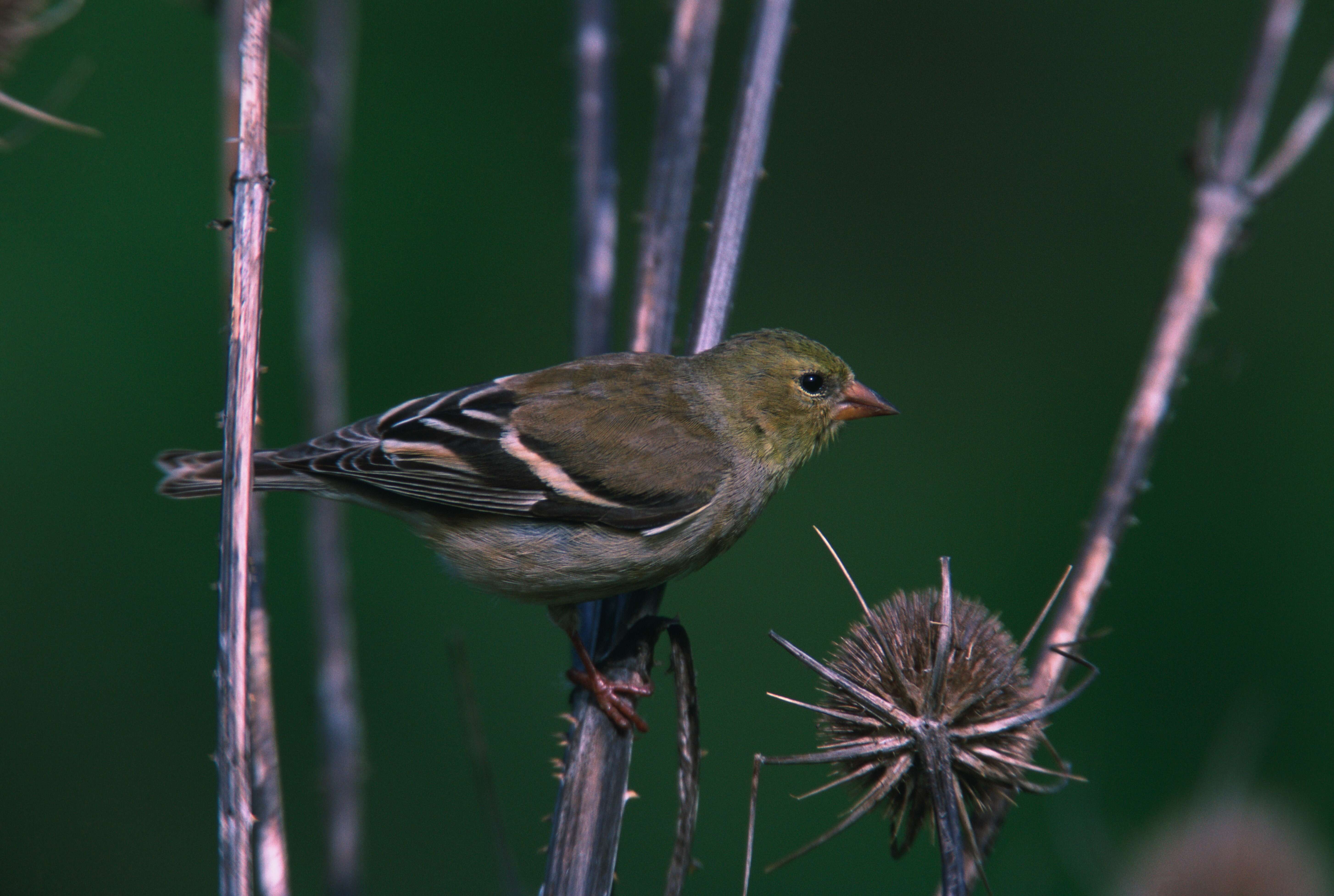 Image of American Goldfinch