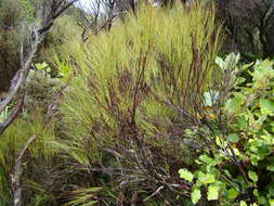 Image of Dracophyllum filifolium Hook. fil.