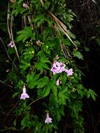 Sivun Ipomoea mauritiana Jacquin kuva