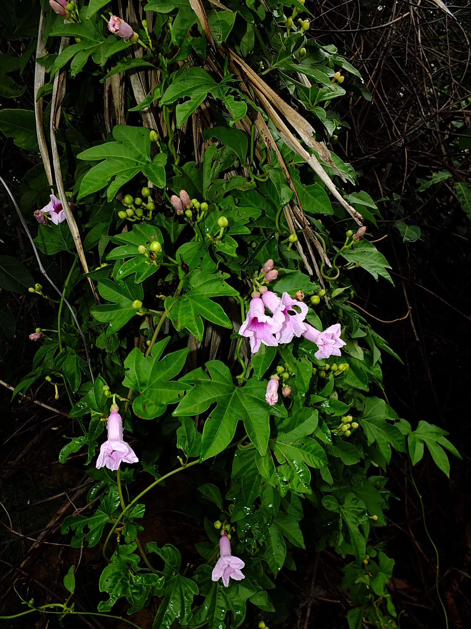 Sivun Ipomoea mauritiana Jacquin kuva