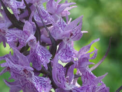 Dactylorhiza urvilleana (Steud.) H. Baumann & Künkele resmi