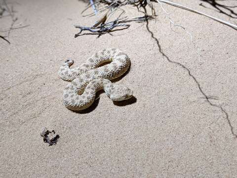 Image of Sahara Sand Viper