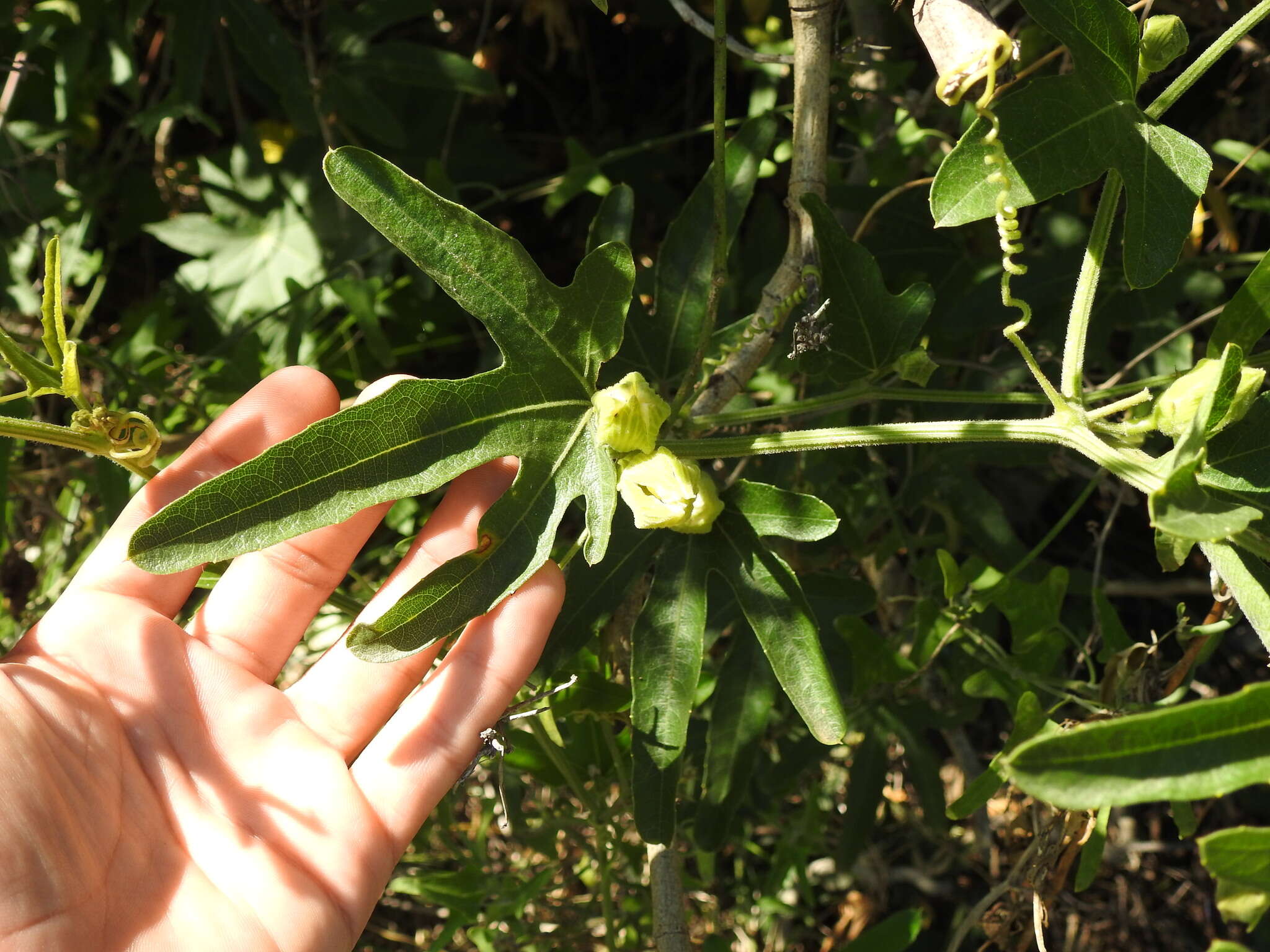 Image of Cayaponia podantha Cogn.