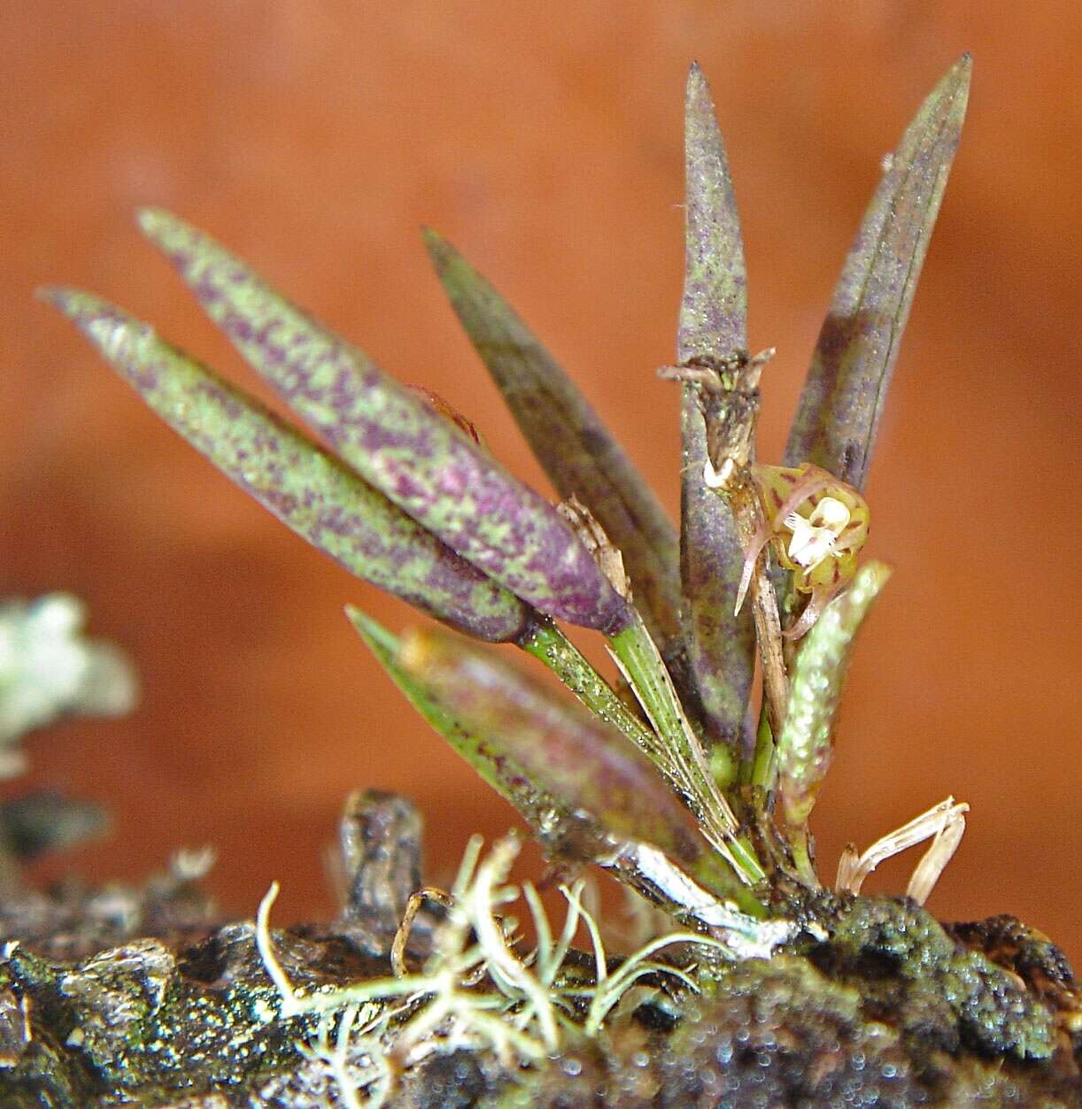 Image of Octomeria lichenicola Barb. Rodr.