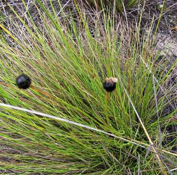 Image of Gymnoschoenus