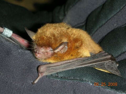 Image of Southeastern Myotis