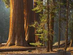 Image of giant sequoia