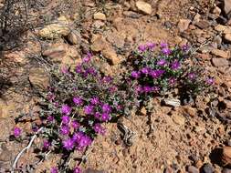 Image of Antimima minutifolia (L. Bol.) H. E. K. Hartmann