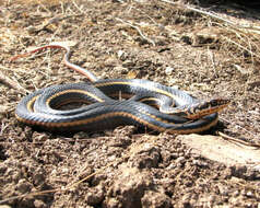 Image of California whipsnake