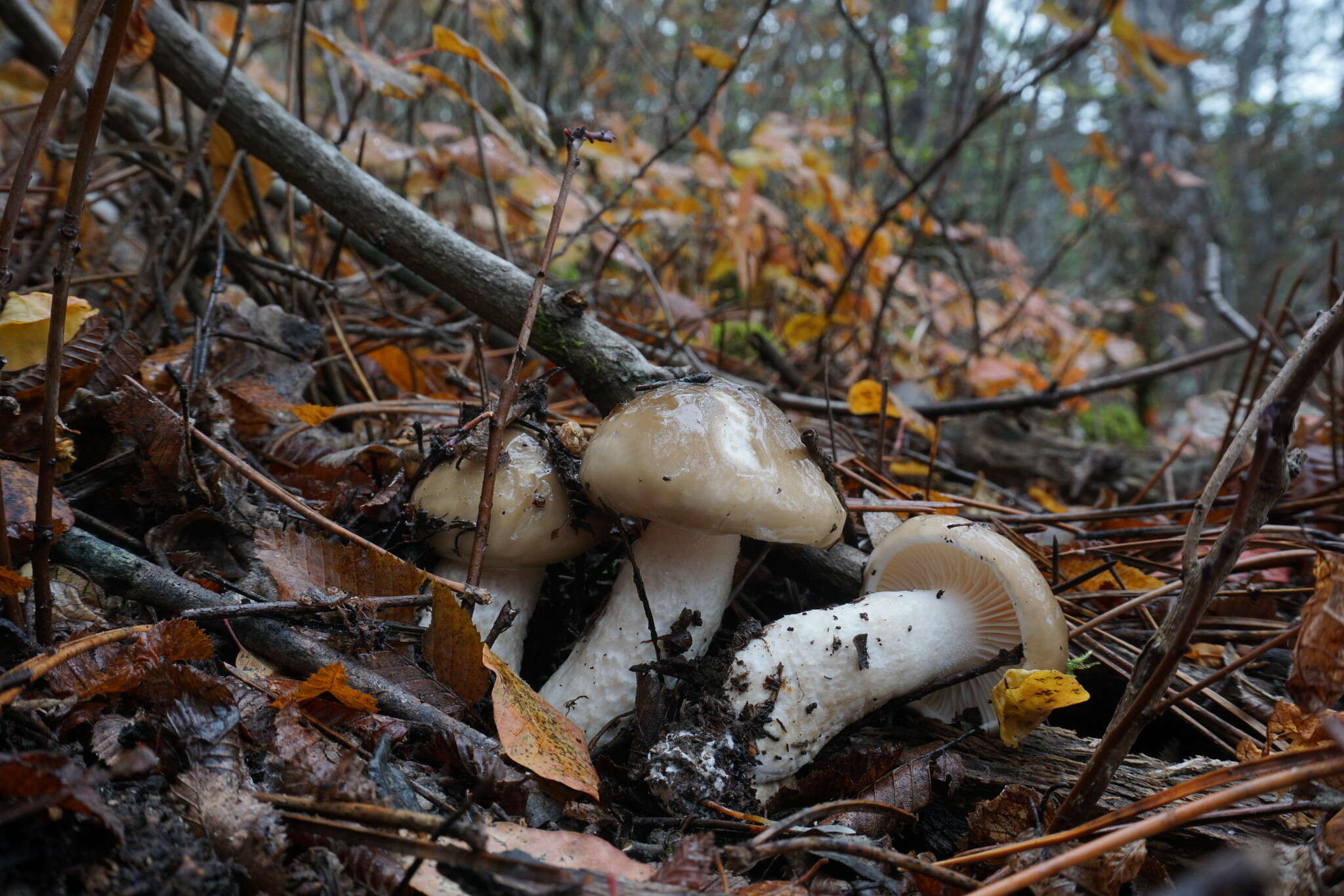 Image of Hygrophorus limacinus (Scop.) Fr. 1838