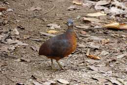 Image of Little Tinamou