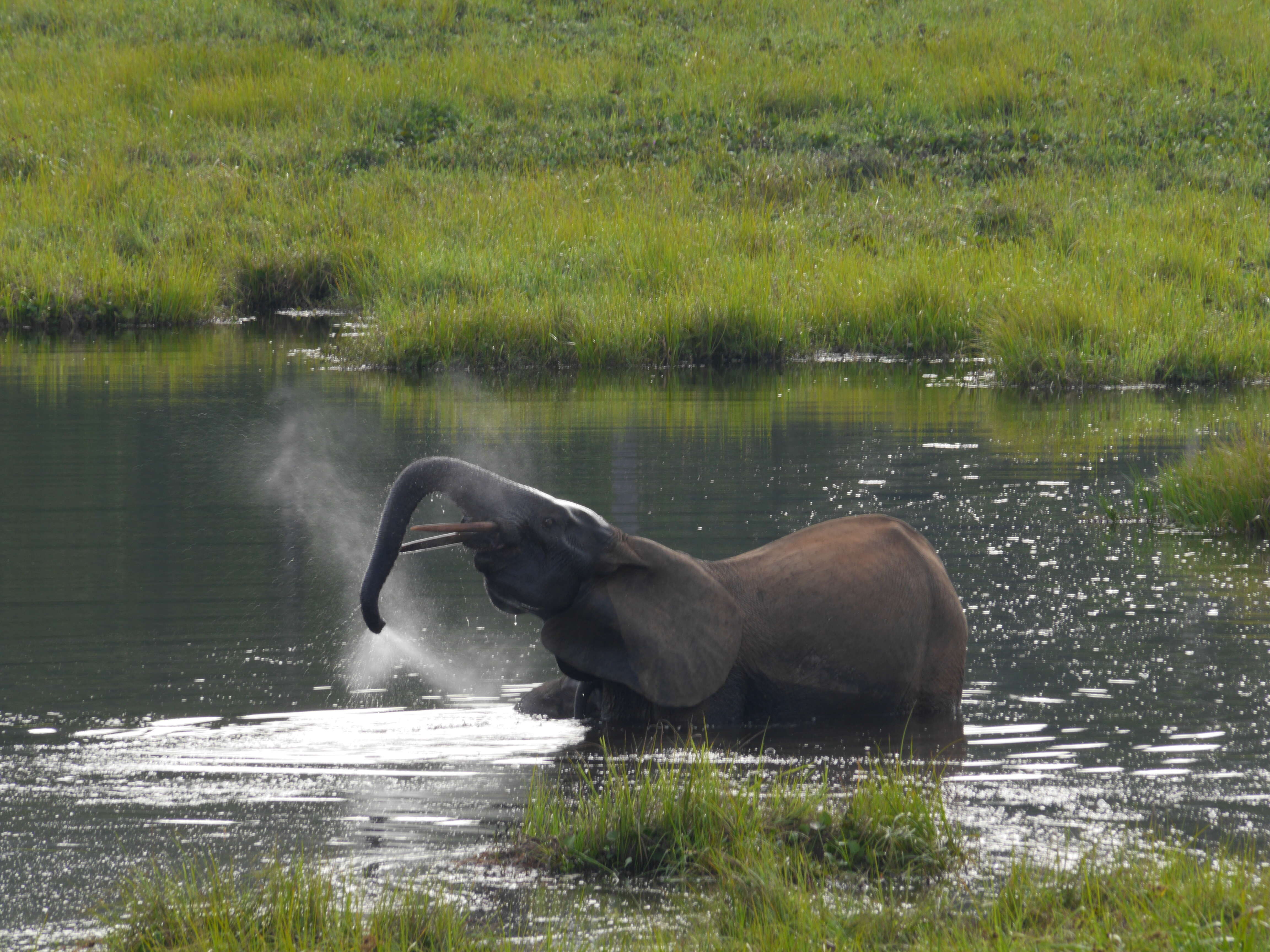 Image of African forest elephant