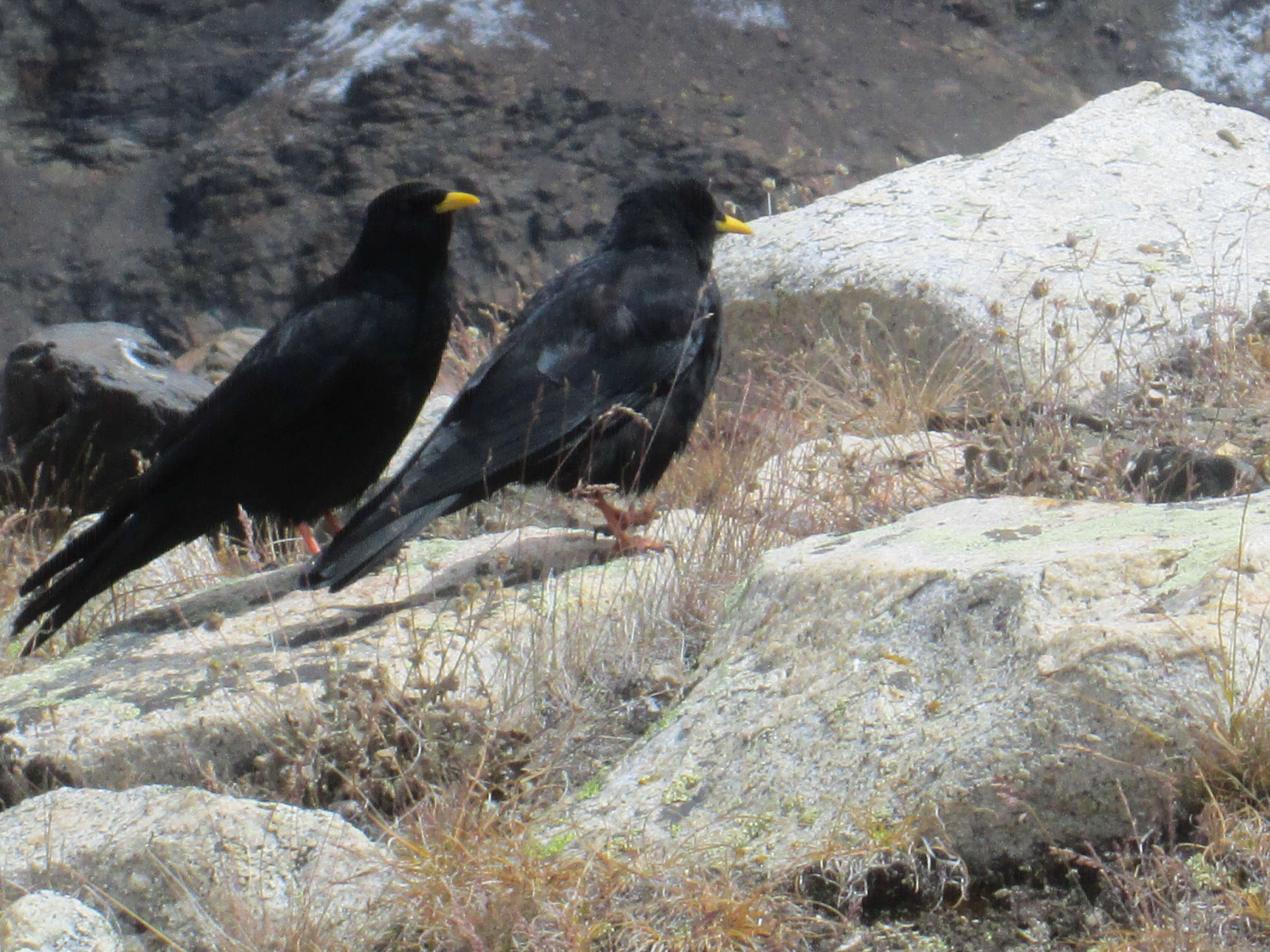 Image of Alpine Chough