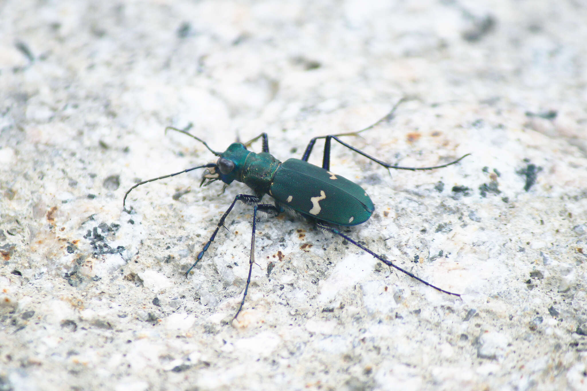 Plancia ëd Cicindela (Cicindela) sachalinensis raddei A. Morawitz 1862