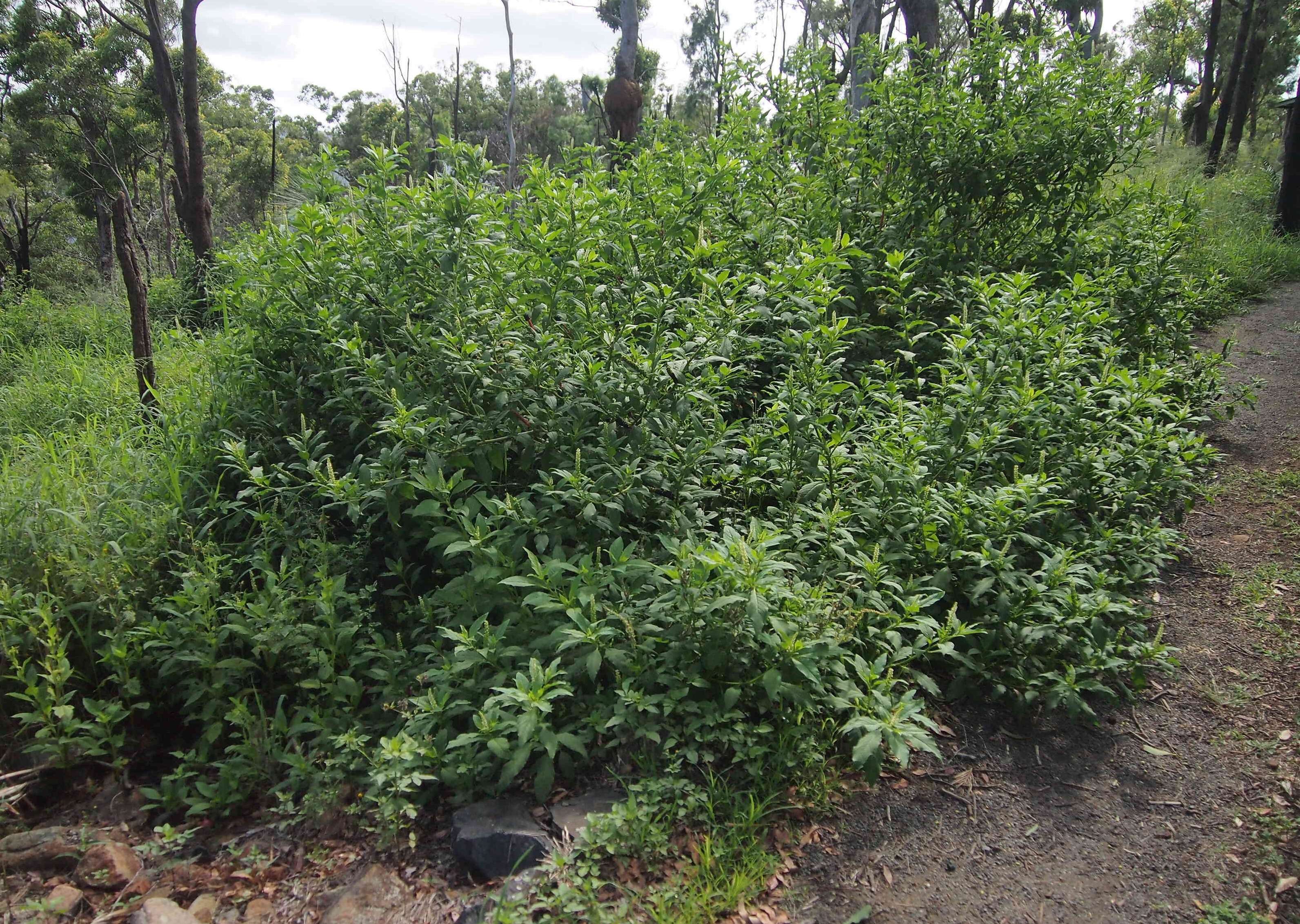 Image of tropical pokeweed